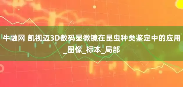 牛融网 凯视迈3D数码显微镜在昆虫种类鉴定中的应用_图像_标本_局部