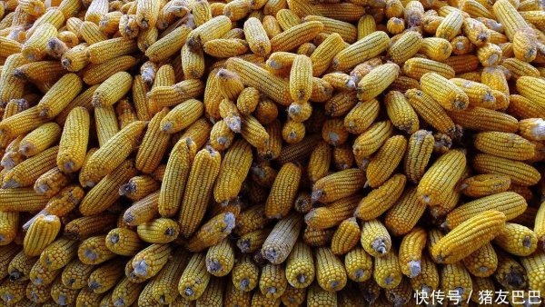 富豪优配 9月23日：调价后92,95汽油价格；玉米价格“崩落”，加速下跌！